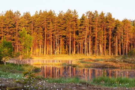 Old pine forest by the lake in sunsetの写真素材