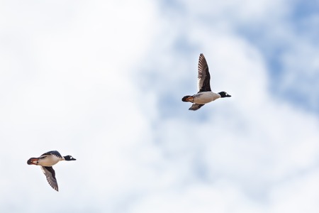 Common Goldeneye flying in the sky