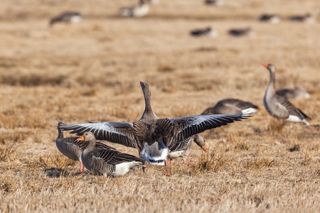Greylag Goose on a meadow