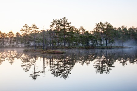 Sunrise at a forest lake wih fogの写真素材