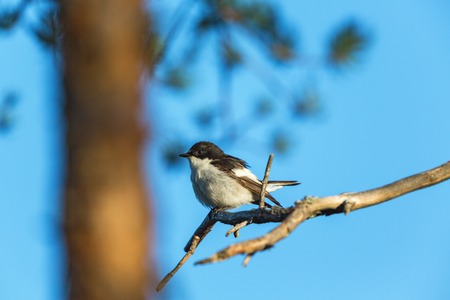 Pied Flycatcher sitting on a branch at the treeの写真素材