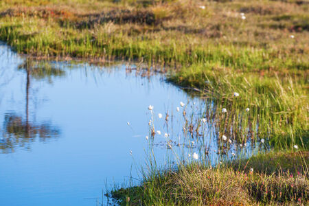 Cottongrass on a pond bogの写真素材