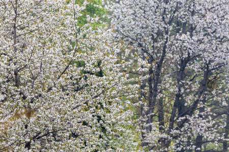 Blossoming cherry tree in springの写真素材