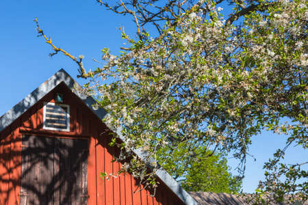 Flowering cherry tree with red gable in the backgroundの写真素材