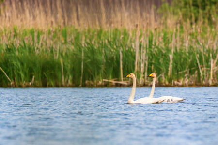 Whooper Swans with young nestlings in a lakeの写真素材