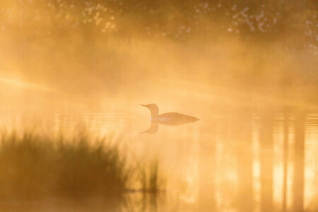 Red throated Loon in misty dawn and lightの写真素材