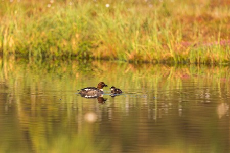 Goldeneye with duckling in the pondの写真素材
