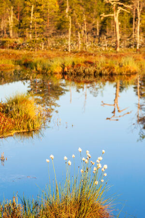 Cotton grass that grows by the lakeの写真素材