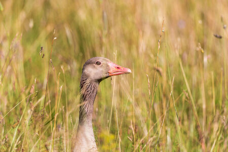 Greylag goose in a summer meadowの写真素材
