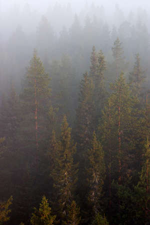 Foggy daybreak over the woodland 