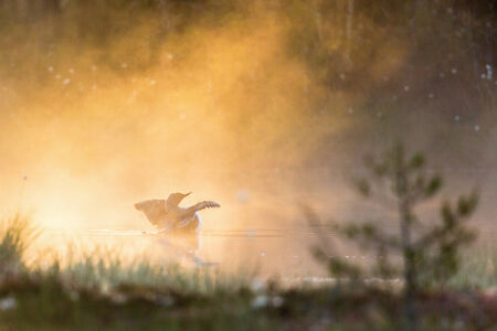 Red-throated Loon spread wings in foggy morning at the lakeの写真素材