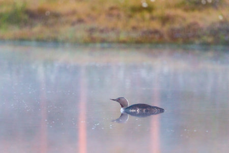 Red throated Loon in a forest lake with water reflectionsの写真素材