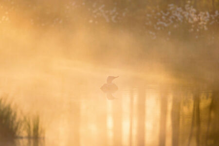 Red throated Loon in morning fog and lightの写真素材