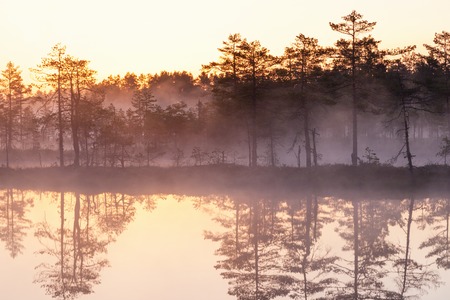 Misty morning on the bog