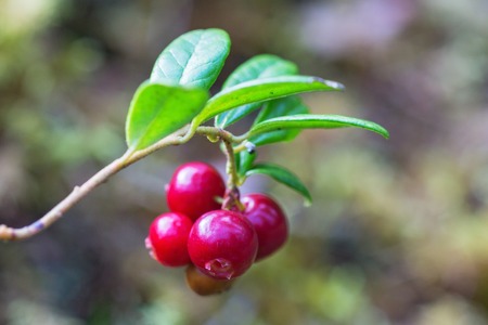 Red ripe lingonberries in forestの写真素材