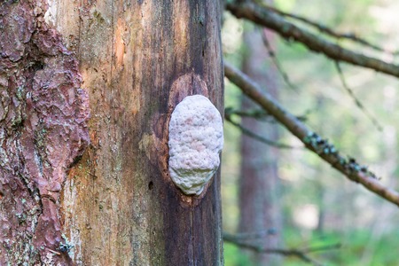 Climacodon septentrionalis on a tree trunk in the forest