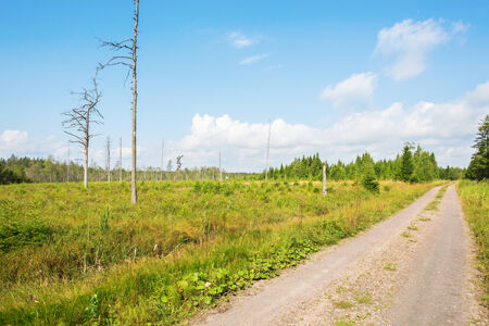 Old clearcutting in the forest by the road
