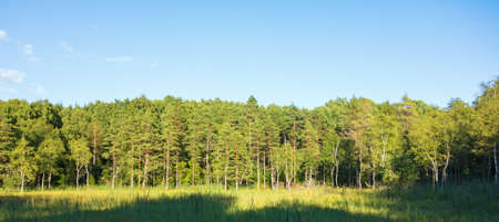 Panoramic view at a forest in summerの写真素材
