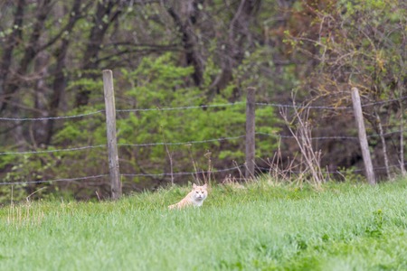 Cat sitting on a meadowの写真素材