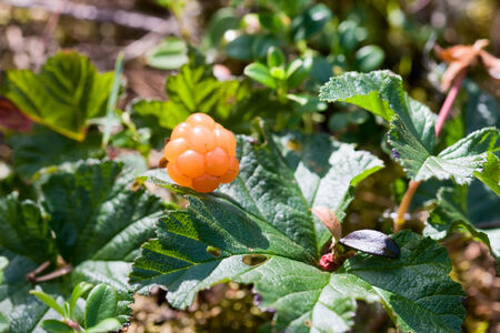 Cloudberry growth in the bogの写真素材