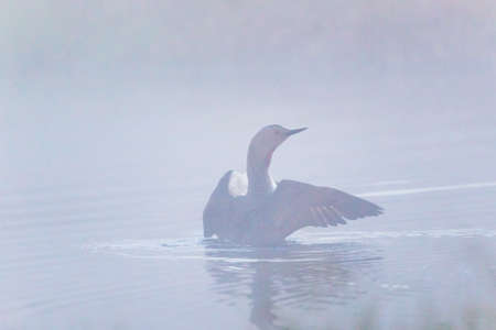 Red throated loon spreading wings in the misty morningの写真素材