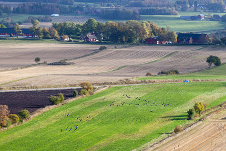 Flock of cranes flying over fields in autumnの写真素材