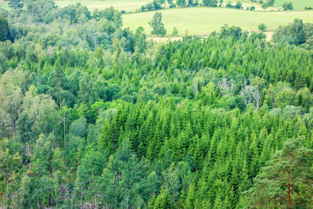 View over a forest in summerの写真素材