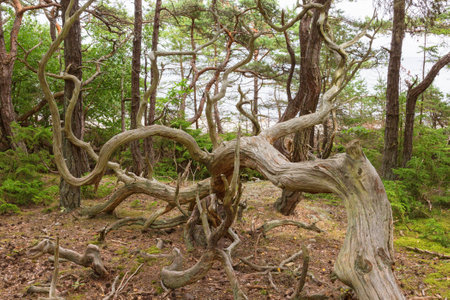 Old gnarled pine trees in a old forestの写真素材