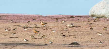 Flock of wading birds on the beachの写真素材