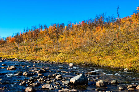 River and autumn color in the birch forestの写真素材