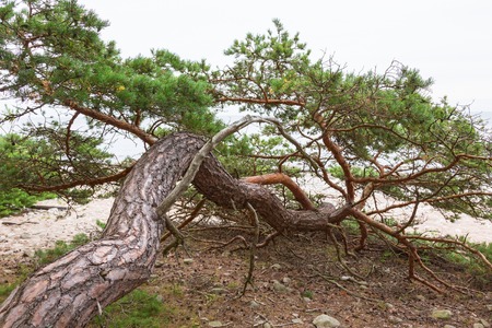 Old pine tree growing on the beachの写真素材