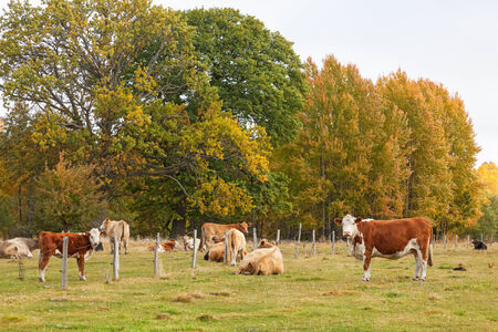 Cows grazing on a meadow in autumn landscapeの写真素材