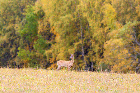 Roe deer in a field in autumn landscapeの写真素材