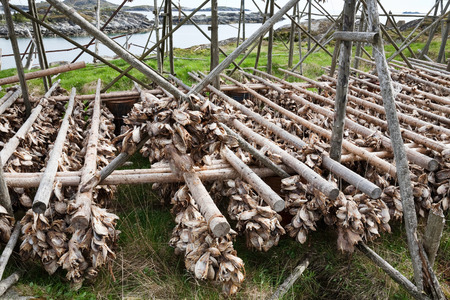 Cod stockfish hanging on flakesの写真素材
