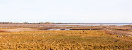 View of Hornborgasjon a wetland in Sweden