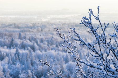 Snowy branch in a aerial view of the winter forestSnowy tree branch in a view of the winter forestの写真素材