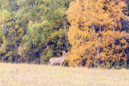Roe deer on a meadow in autumn landscapeの写真素材