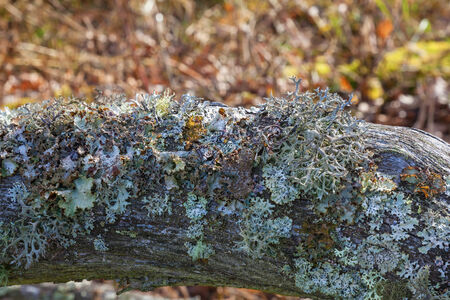 Tree branch with moss and lichens