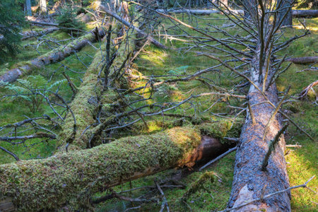 Fallen spruce trees in the forestの写真素材