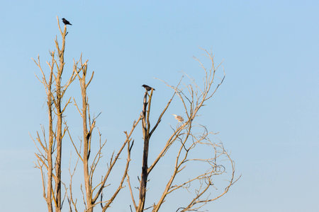 Raven and Gray Heron sitting in a treeの写真素材