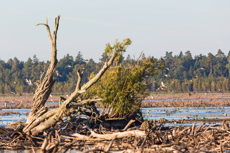 Flock of Mallards taking offの写真素材