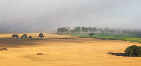 Misty rural landscape view with a treelineの写真素材
