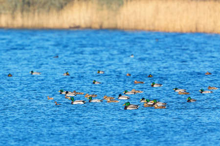 Flock of mallards and little grebes swimming in a lakeの写真素材