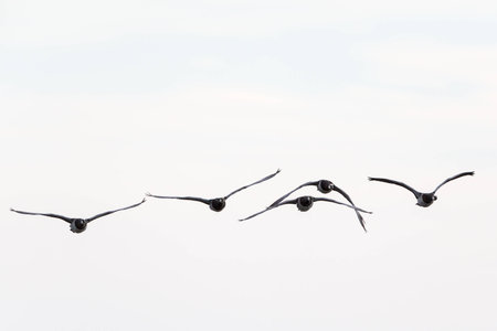 Barnacle goose flying in the skyの写真素材