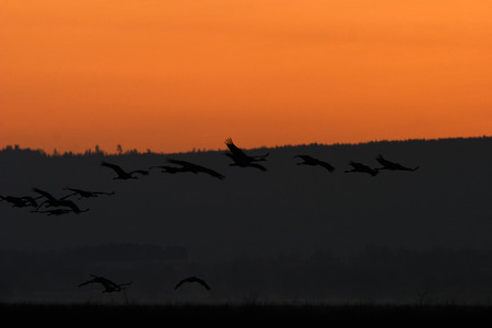 Cranes flying in beautiful dawnの写真素材