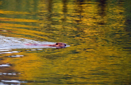 Beaver swim in a lakeの写真素材