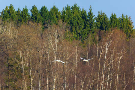 Pair of Mute Swans come flying over the forestの写真素材