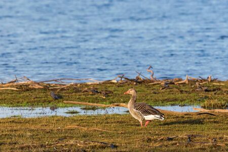 Greylag Goose on a beach by a lake at springの写真素材