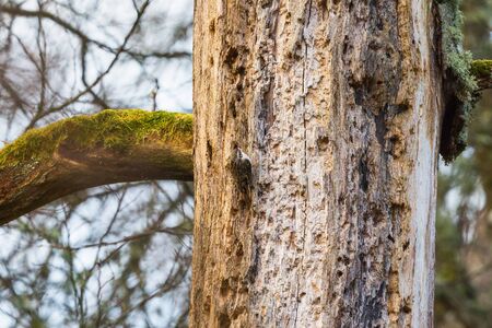 Treecreepers on a tree trunkの写真素材