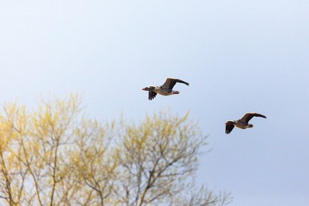Greylag geese flying over the treesの写真素材